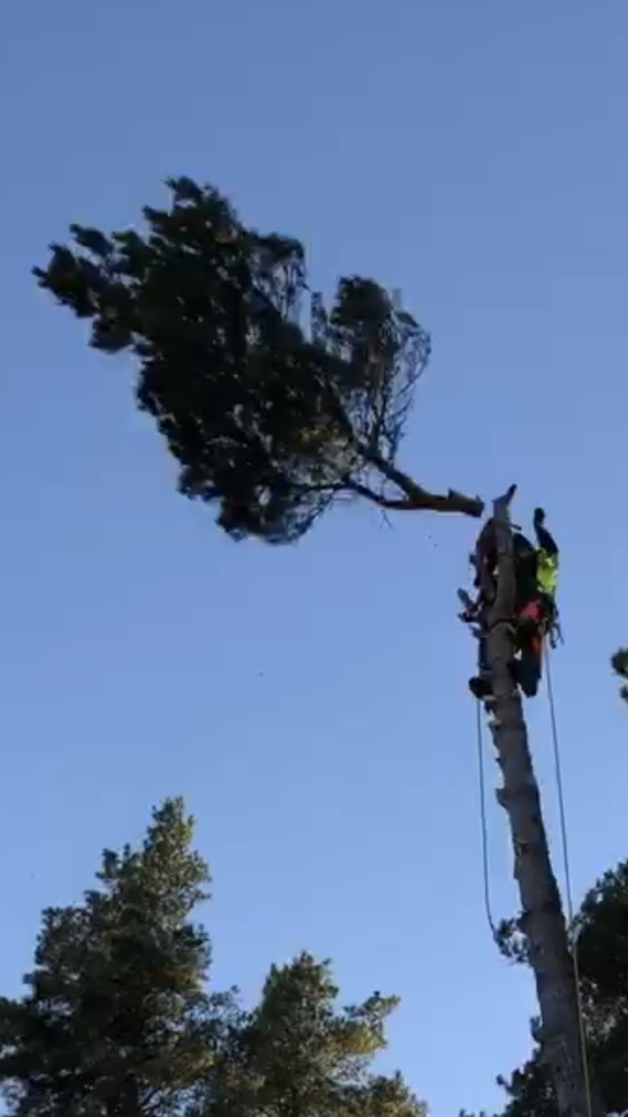 Arborist