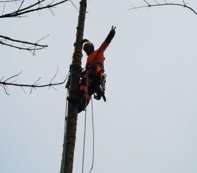 Arborist