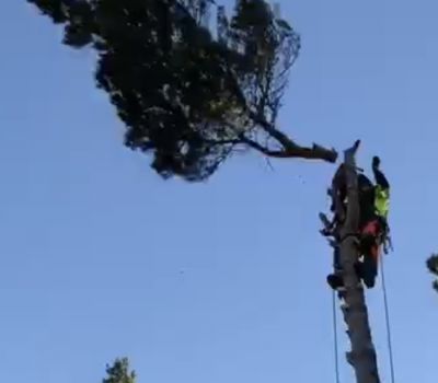 Arborist